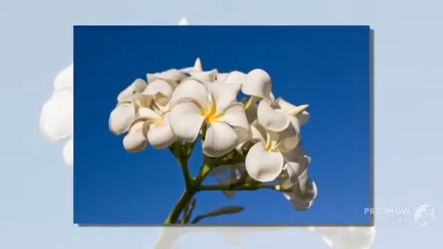 Красивые цветы -- Photo Backdrop Light