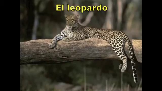 Vocabulario 16. Animales salvajes. Испанский Видеословарь. Тема ДИКИЕ ЖИВОТНЫЕ смотреть онлайн