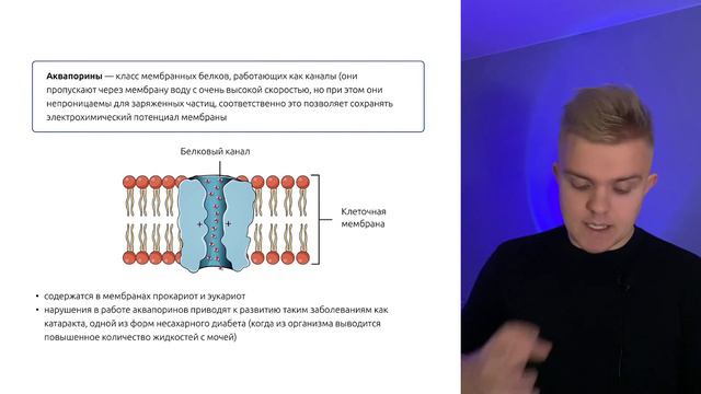 Белки | ЕГЭ по биологии смотреть онлайн