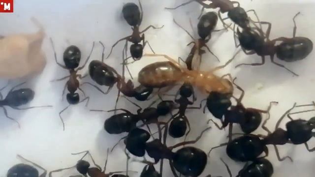Рождение матки муравья Camponotus herculeanus. Экспериментальная колония. смотреть онлайн