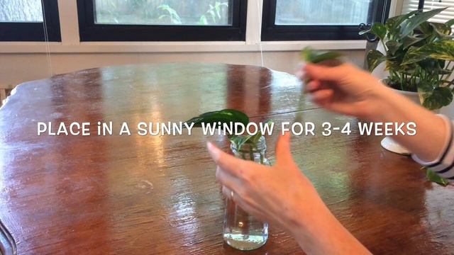 Propagating Pothos смотреть онлайн