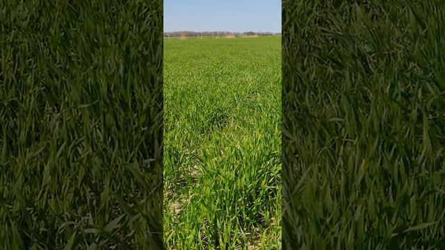 Ячмень месяц спустя 19.04.2020г 🌾🌾🌾 смотреть онлайн