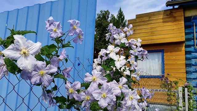 КЛЕМАТИС Голубой Ангел / Blekitny Aniol / Blue Angel смотреть онлайн