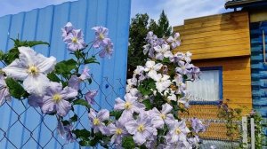 КЛЕМАТИС Голубой Ангел / Blekitny Aniol / Blue Angel