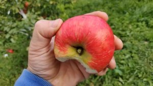 Сорта яблони Хани крисп и Лигол в Московской области
