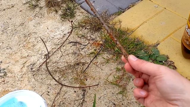 краска для деревьев с медным купоросом смотреть онлайн