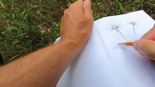 Как рисовать ромашку с натуры в скетчбуке смотреть онлайн