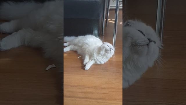 Scottish fold longhair blue point cat смотреть онлайн