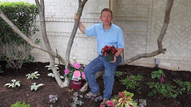 COMPANION PLANTS for YOUR HYDRANGEA смотреть онлайн