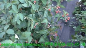 Ежевика АУЧИТА