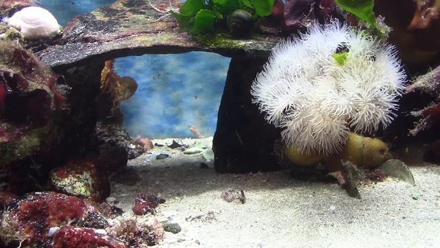 Unedited Tank 5 - JUST LET THE CAMERA ROLL FOR 25 MINUTES, WITH CALMING MUSIC.