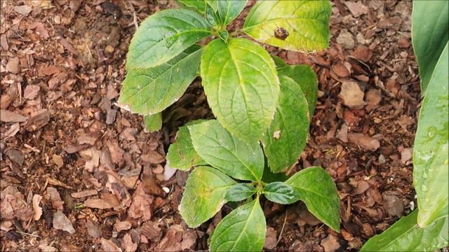 СРОЧНО СДЕЛАЙТЕ ЭТО, ЕСЛИ ГОРТЕНЗИЯ НЕ НАРАЩИВАЕТ ПОБЕГИ смотреть онлайн