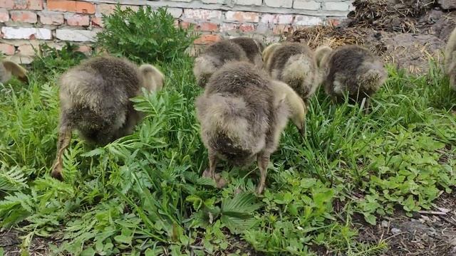 Содержание Гусей / Выращивание Гусей смотреть онлайн