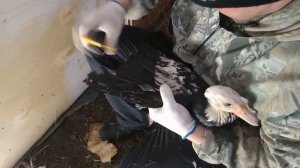 Индоутка. Как подрезать крылья