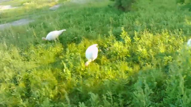 Индюшки БИГ 6,пастбищное содержание.Содержание и уход за индюшками. смотреть онлайн