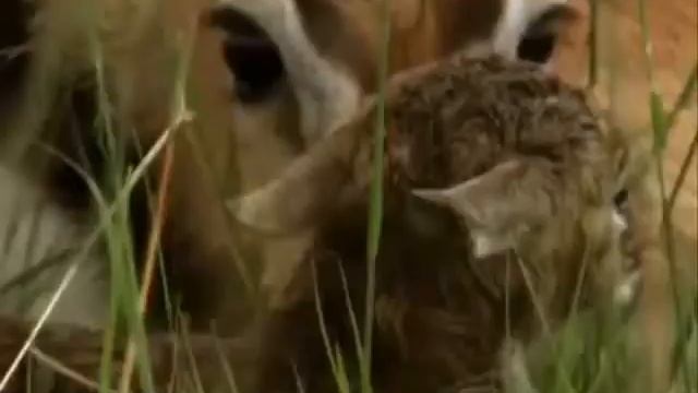 Карнавал Животных антилопа смотреть онлайн