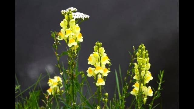Ljekovito bilje - Lanilist (Katalinka, Konopljanka) LINARIA VULGARIS MILL. смотреть онлайн