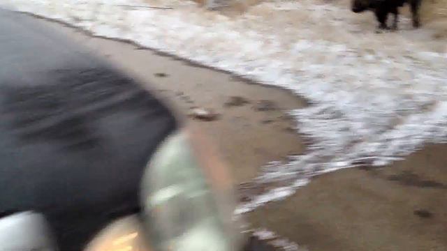 Спасение в "Лексусе" от 15 диких кабанов - весело! смотреть онлайн