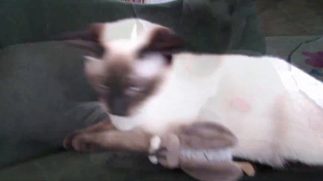 cats lifestyle /siamese cats/sunny day/happy cat/сиамские кошки смотреть онлайн