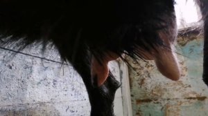 Как доить козу?. Неудобное вымя. Для новичков. Доим козу