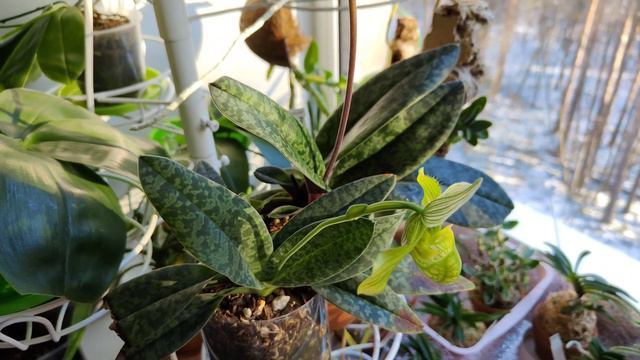 Paphiopedilum venustum и paph. venustum album на декабрь 2021 смотреть онлайн
