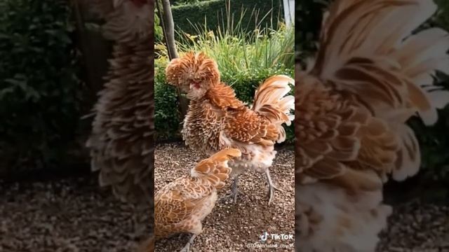 Курчавые курочки #птицеводство #куры #курочка #цыплята #bird #chiken #zima #padyan #красота #весна смотреть онлайн