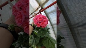 Пеларгония Ю Полонез. Обзор цветения