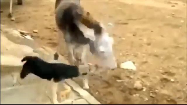 - Я мстью и мстья моя страшна! Осел страшен в гневе!Смешное видео с животными 2013 смотреть онлайн