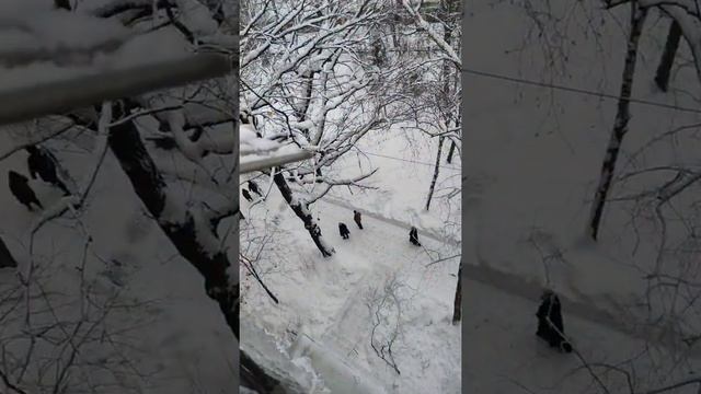 Ледяная крыша на балконе. Крыша на балкон последнего этажа. Ремонт крыши. смотреть онлайн