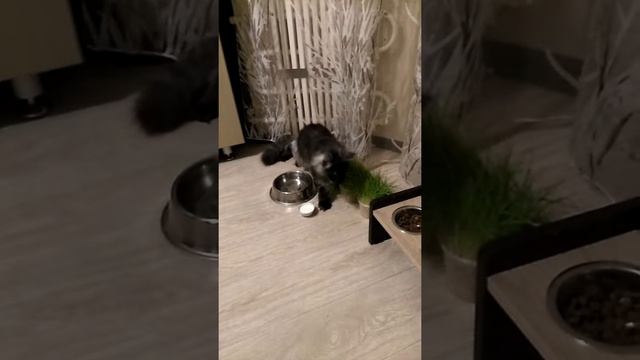 Мейн кун хочет есть смотреть онлайн