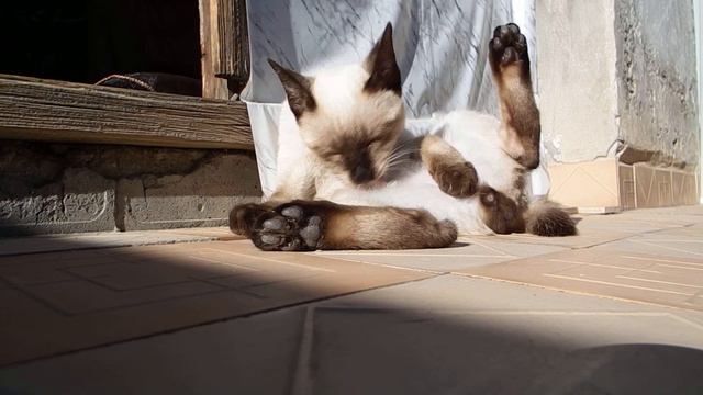 Меконгский бобтейл Сёмка. смотреть онлайн