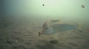 Рыбалка с Пирса, Чёрное Море, Адлер, Глубина 2,2м. Ловля БАРАБУЛЬКИ на поплавок. Подводная съёмка