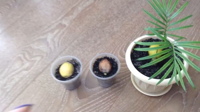 Цикас из семян смотреть онлайн