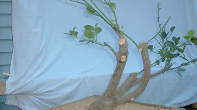 Euonymus смотреть онлайн