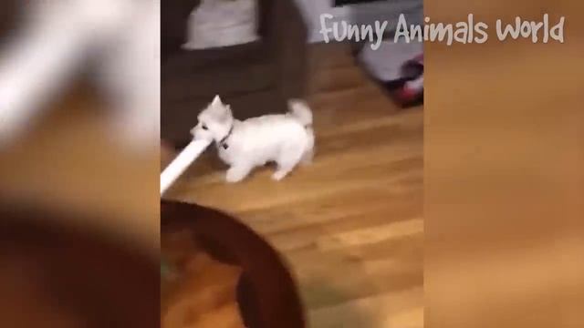 Смешные моменты с котами и собаками 2023 | Лучшие приколы с домашними питомцами №22 смотреть онлайн