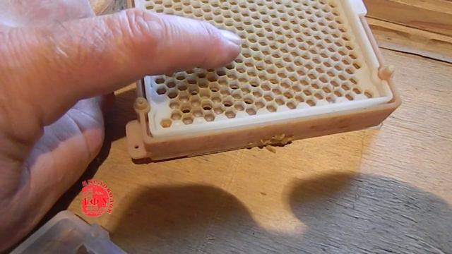 искуственные соты для вывода маток смотреть онлайн