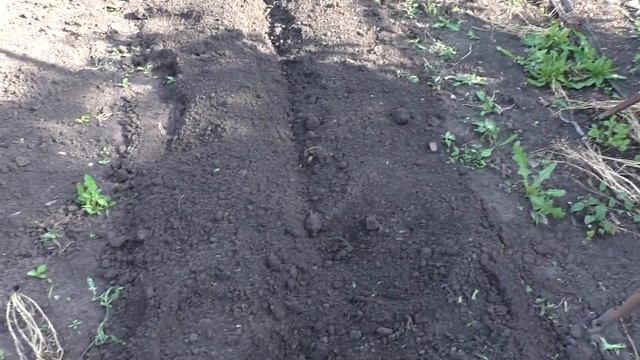 Гибридные сеянцы клубники. Посадка в открытый грунт. смотреть онлайн