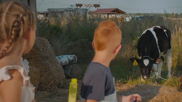 Село Зеленое Теленок смотреть онлайн