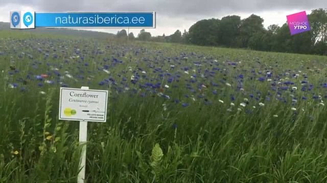 Reportage: The Production Of Natura Siberica Cosmetics