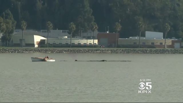 Strange stuff floating around San Francisco Bay. смотреть онлайн