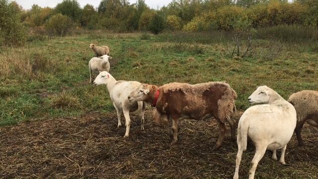 Баран определяет суягность овцы