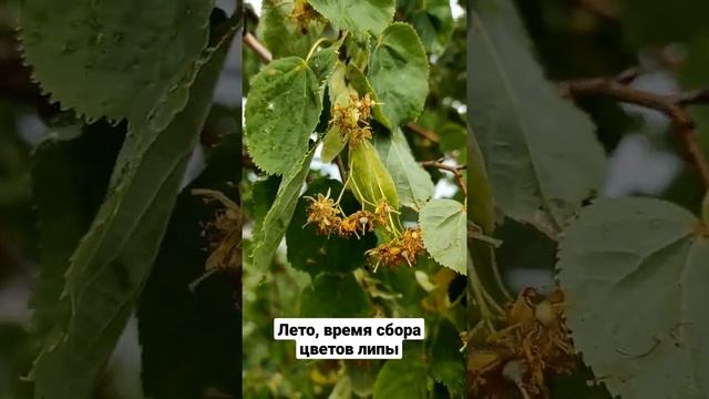 Лето, время сбора цветков липы для чая смотреть онлайн