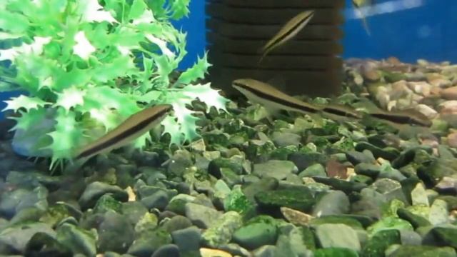 Сиамский Водорослеед - Аквариумная рыбка (Содержание и уход) смотреть онлайн