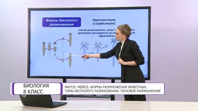 Биология. 8 класс. Митоз. Мейоз. Формы размножения животных. Типы бесполого размножения /02.04.2021 смотреть онлайн