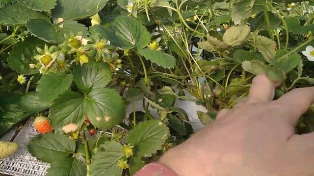 Клубника Мурано, Крапо 10 и Маригетт 12.10.22 г. в Московской области в открытом грунте и в теплице смотреть онлайн