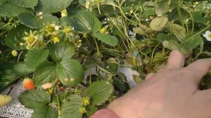 Клубника Мурано, Крапо 10 и Маригетт 12.10.22 г. в Московской области в открытом грунте и в теплице