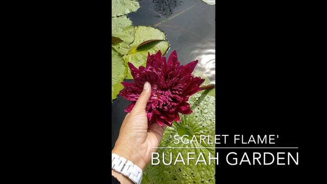 Scarlet Flame смотреть онлайн