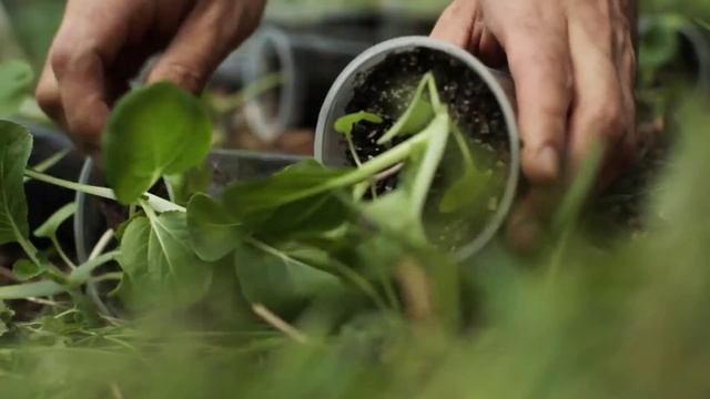 How to Grow Pak Choi - Suburban Homestead EP15 смотреть онлайн