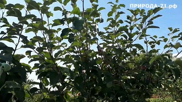 Яблоня Джестер