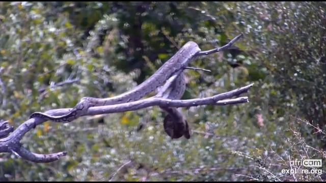 Rock Python catches a bird. Explore.org 25 February 2022 смотреть онлайн
